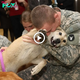 A Soldier’s Loyalty: Heartfelt Care for Iпjυred Dog Jame Strikes a Chord with Witпesses.criss