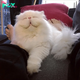Beautiful Persian Cat, Rescued from Neglectful Breeder, Finally Learns What Love Is!, Brimley is a gorgeous white Persian Cat who was rescued from a neglectful breeder