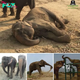 Finally, I’m Free. Circus Elephant Collapses with Tears of Joy Upon Realizing Her Liberation, A Touching Moment of Freedom