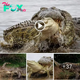 Watch crocodiles grind their teeth against smaller reptiles in a terrifying attack that lasts over two hours