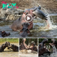 After a fight with a rival, an angry male hippo shows aggression towards its offspring in front of the others.