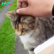Cat Chases Down Mailman Every Day Demanding To Be Loved! We have all heard that postal workers have to watch out for dogs all the time when they deliver the mail