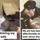 20 Pets Cuddling With Their Pregnant Humans