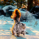 binhk6. Meet Henri: Your Furry Winter Companion from Norway!