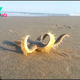 KS  “Discovering Its Land Legs: Astonishing Video Captures a Starfish ‘Strolling’ Along the Shoreline, Eventually Safely Returned to the Sea”