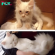 Cat Found on Roadside And The Glorious Transformation,This is Sir Silas and what a transformation he’s undergone from then until now