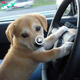 Lamz.Unbelievable Paws: Puppy’s Adorable Adherence to Traffic Laws and Seat Belts Steals Hearts Worldwide