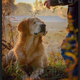 /Tin.The blind dog’s extraordinary story inspires millions of people online