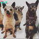 4 Senior Chihuahuas Welcome a Tiny Kitten Into Their Squad and It’s the Best Friendship Ever!