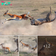Perfect somersault: Cheetah catches a gazelle in the air in impressive moment
