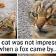 16 Times Our Pets Were Clear With What They Wanted Through Their Face
