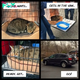 After 13 Years of Helping Other Cats in the Shelter, Archie Finally Finds His Forever Home! a tiny tabby kitten arrived at Mid Hudson Animal Aid, a no-kill shelter located in Beacon, New York.