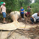 Sol.Unbelievable discovery: When receiving the news, the researchers were surprised. A 10-tonne whale has been declared amid the lush foliage of the Amazon rainforest, a minority of all expectations and a minority of our understanding of the natural world. ‎