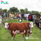 An intriguing occurrence in India: a two-headed cow has сарtᴜгed the attention of many
