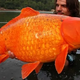 S127 ”Why You Shouldn’t Dump Your Pets: The recently caught record-breaking giant goldfish weighs up to 110 Pound ‎” S127