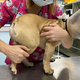 rin The forsaken canine, its distended abdomen teetering on the brink of rupture, openly shed tears on the veterinary table while the veterinarians rescued it just in the nick of time.