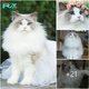 “Aurora: The Enchanting Feline Royalty Taking the Internet by Storm.”Sw