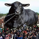 f.Witness the incredible giant bull that stands 40 feet tall and weighs a whopping 8 tons in Spain.f
