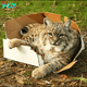 10 Pics Showing That Cats Will Always Be Cats, No Matter How Big They Are! - Whatever the reason behind their love of boxes, one thing is truly certain: there’s hardly a place more fitting for some quick doze-offs. Ain’t that right?