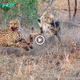 Lamz.Wild Encounters: Witnessing Cheetahs and Hyenas Feast on Impala Unveils the Harsh Realities of Survival in the Animal Kingdom