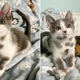 CS. “From Rough to Radiant: Feline Sisters’ Incredible Transformation with the Power of True Love!”