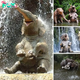 Joyful Frolic: A Young Elephant’s Playful Adventure Beneath the Majestic Waterfall (Video)