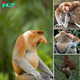 Primate Wonders: Discover 5 Extraordinary Species that Will Leave You Astounded