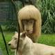 LS “”White Lion sports an unconventional straight fringe haircut that he may have unintentionally given himself.””