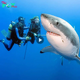 A Touching Encounter: In a moving instance, a massive 900-pound shark approaches divers, its eyes beseeching for liberation from a fishing hook, leaving a lasting impression on countless hearts.