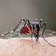 Scientists release genetically modified mosquitoes to fight dengue in Brazil