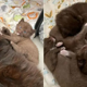 A Kind Family Adopts A Cat And Her Four Rare Brown-Colored Kittens