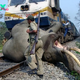 SV Touching story: People and rangers unite to save an elephant stuck near the railway after it tried to cross the tracks