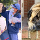MS  “Daily Delight: A 180-Pound Dog’s Heartwarming Bond with His Beloved Mailwoman” MS