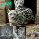 TWO Snow Leopard KITTENS takes FIRST STEPS Outside.