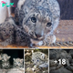 Lamz.Adorable First Glimpse: Snow Leopard Cubs Take Their Debut Steps with Mom’s Protective Care (Video)