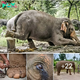Sweet Liberation: witneѕѕ a Rescued Elephant’s tears of Joy and Joyful Dance en Route to Sanctuary