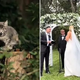 Kitten Crashes A Wedding Wriggling Her Way Into The Newlyweds’ Hearts