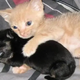 Rescue Kitten Gets A Home And Adopts An Orphaned Puppy