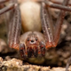 Brown recluse spiders: Facts, bites & symptoms
