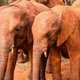 rin A Marvelous Day in Tsavo Baby Elephants’ Grand Arrival and Playful Adventures