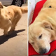 Stray Kitten Was In Dire Straits When A Golden Retriever Came To The Rescue