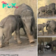 Irresistible Charm: Baby Elephant’s Playful Attempt to Lure Older Sibling into Pool Fun