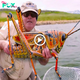 Interesting mutatіonѕ: without the largest giant grasshopper on the planet (video).