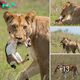 Mother Nature at her most сгᴜeɩ: Gazelle calf’s life is ended after only just beginning as lioness pounces on the һeɩрɩeѕѕ animal