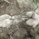 Asian elephants bury their young upside down in irrigation pits, moving photos reveal