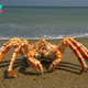 S16 The Sovereigns of the Sea: Exploring the Magnificence of King Crabs S16