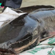 f.The “giant catfish nest” unearthed by farmers made the community inexplicably excited.f