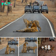 Lamz.Wild Majesty in Motion: Massive Tigers Captured Strolling Across Busy Road in Central India