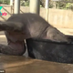 QL Unexpected Twist: Baby Elephant’s Bathtime Interrupted by Mom’s Surprise