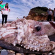 f.It was unbelievable to witness the largest octopus on the planet appear on the beach, making everyone scared (Video)
